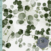 Dernière précommande - Eucalyptus