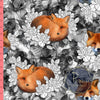 Dernière précommande - FOX