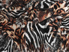 Zebra Safari