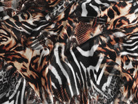 Zebra Safari